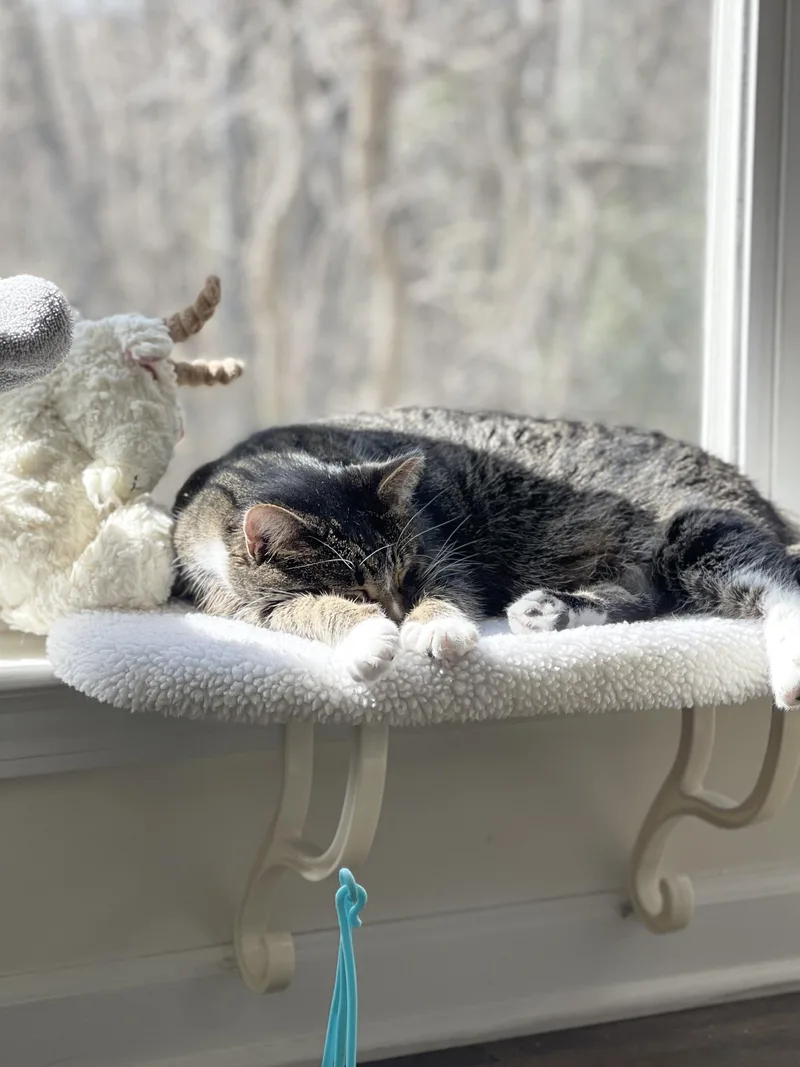 An adult medium-sized female Tabby (Gray / Blue / Silver) American Shorthair cat named Abby for adoption in Charlotte, NC