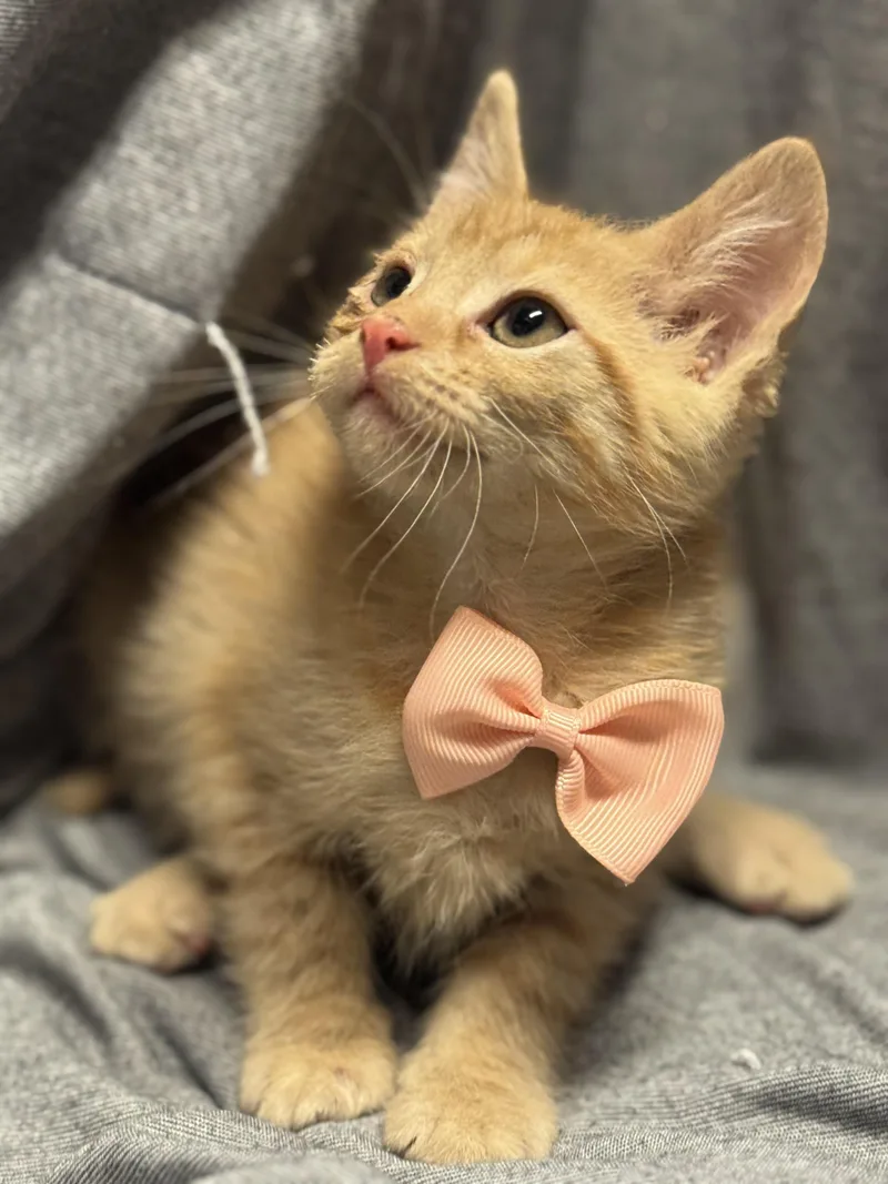 A baby medium-sized female Orange / Red Domestic Short Hair cat named Lady Snacks for adoption in Fredericksburg, VA