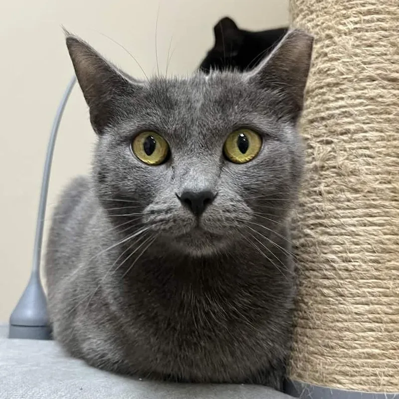 An adult medium-sized female Gray / Blue / Silver Domestic Short Hair cat named Gray for adoption in Medina, OH