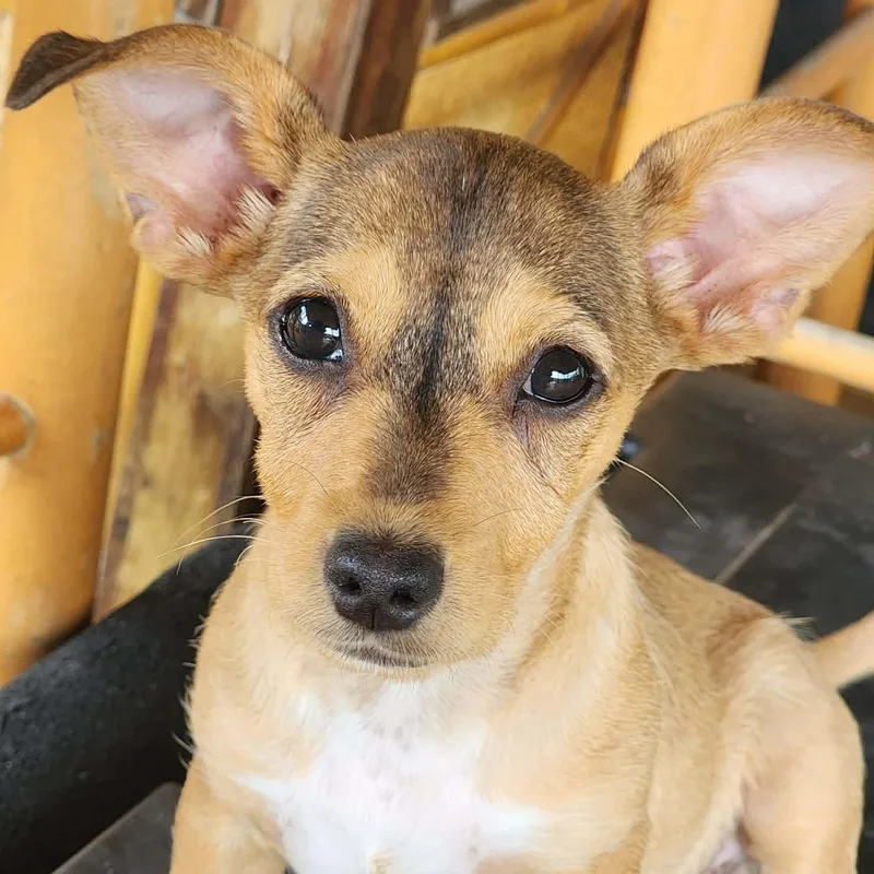 A baby small-sized male Yellow / Tan / Blond / Fawn Chihuahua dog named Koala for adoption in Austin, TX