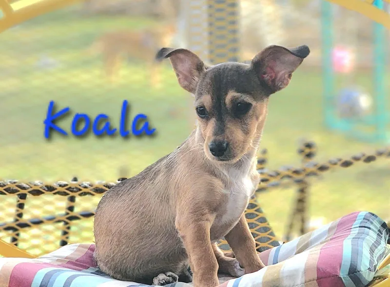 Koala thumbnail 4