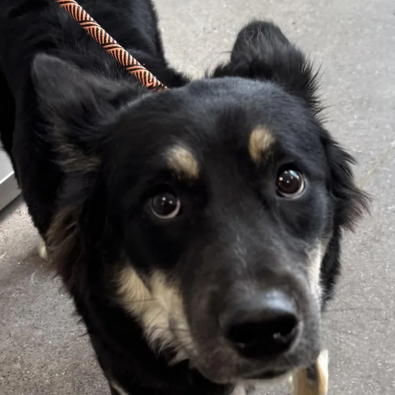 An adult medium-sized male Black Mixed Breed dog named Loki for adoption in Las Cruces, NM