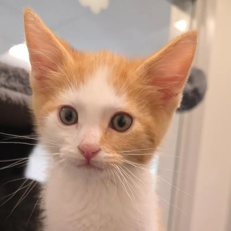 A young small-sized male Domestic Short Hair cat named Sunny for adoption in Horn Lake, MS
