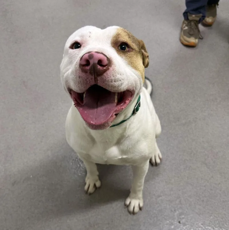 An adult large-sized male White / Cream Mixed Breed dog named Lil Homie for adoption in Alexandria, VA