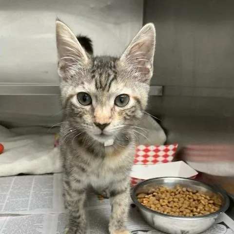A baby small-sized female Torbie Domestic Short Hair cat named Bertha for adoption in Hawthorne, CA