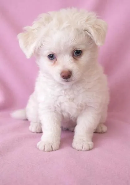 A young small-sized female Apricot / Beige Chihuahua dog named Tammy for adoption in Buffalo, MN
