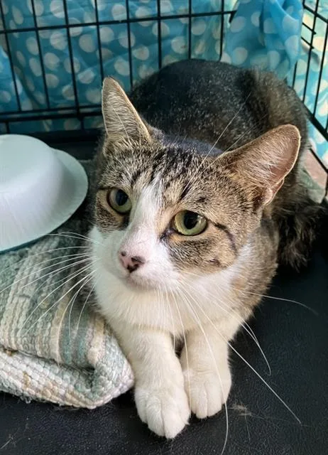 A young large-sized female Domestic Short Hair cat named Nancy for adoption in Dallas, TX