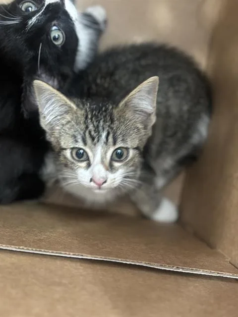 A baby medium-sized male Domestic Short Hair cat named Mirabel for adoption in Dallas, TX
