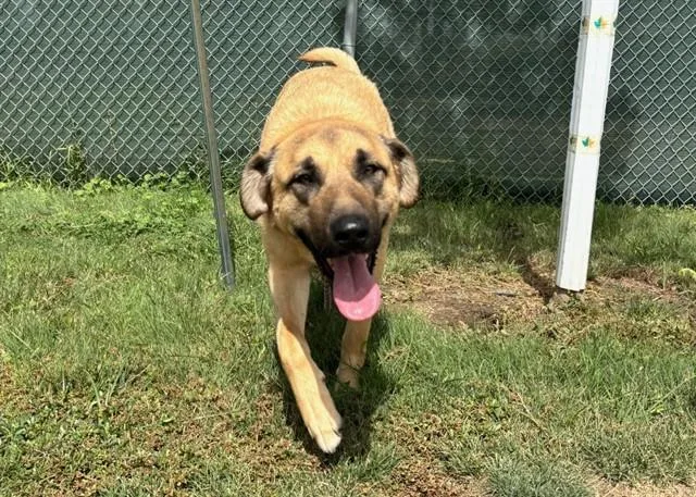 An adult extra large-sized male Anatolian Shepherd dog named Saber Wolf for adoption in Colorado Springs, CO