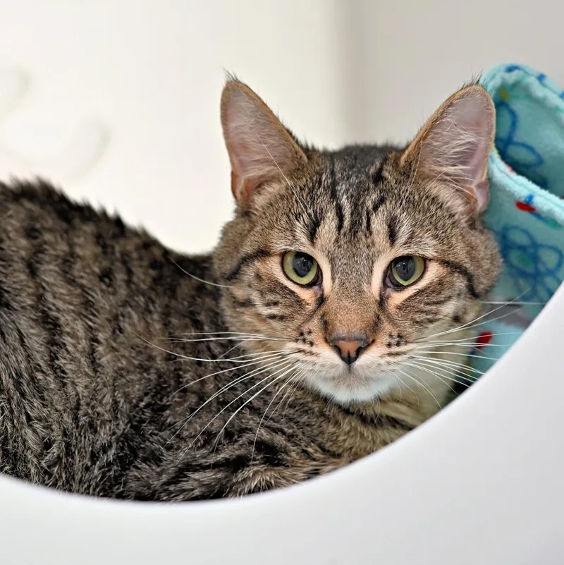 A young medium-sized male Domestic Short Hair cat named Reece for adoption in Shoreline, WA