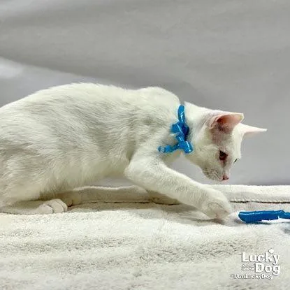 A baby medium-sized male White Domestic Short Hair cat named Theodore for adoption in Washington, DC