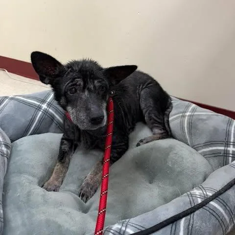 A senior medium-sized female Black Mixed Breed dog named Regina for adoption in Fairmont, WV