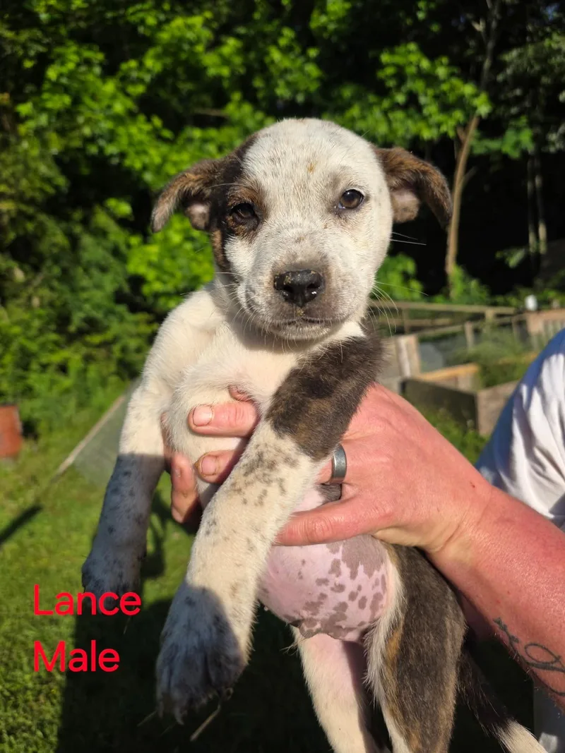 A baby small-sized male Australian Cattle Dog / Blue Heeler dog named Lance for adoption in Bradenton, FL