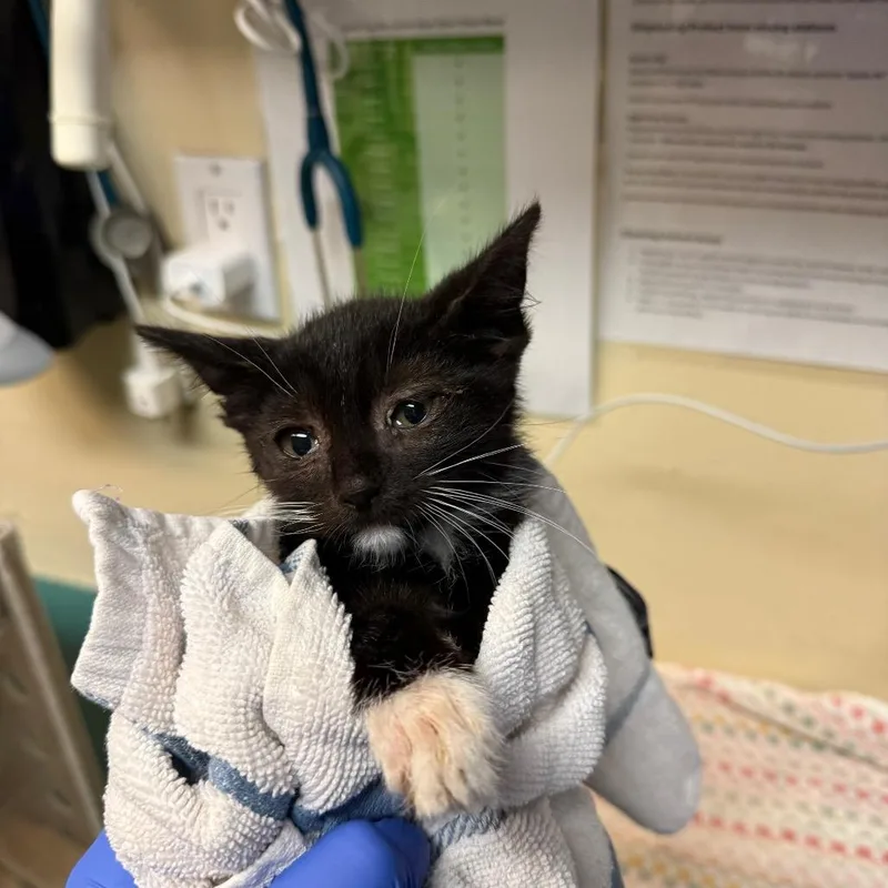 A baby small-sized female Black Domestic Short Hair cat named Pawdius for adoption in Pasadena, CA