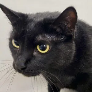A young large-sized female Black Domestic Short Hair cat named Nova for adoption in Green Valley, AZ