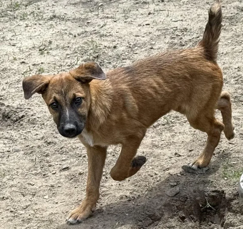 A baby medium-sized male Bicolor Black Mouth Cur dog named Roddy for adoption in Carver, MA
