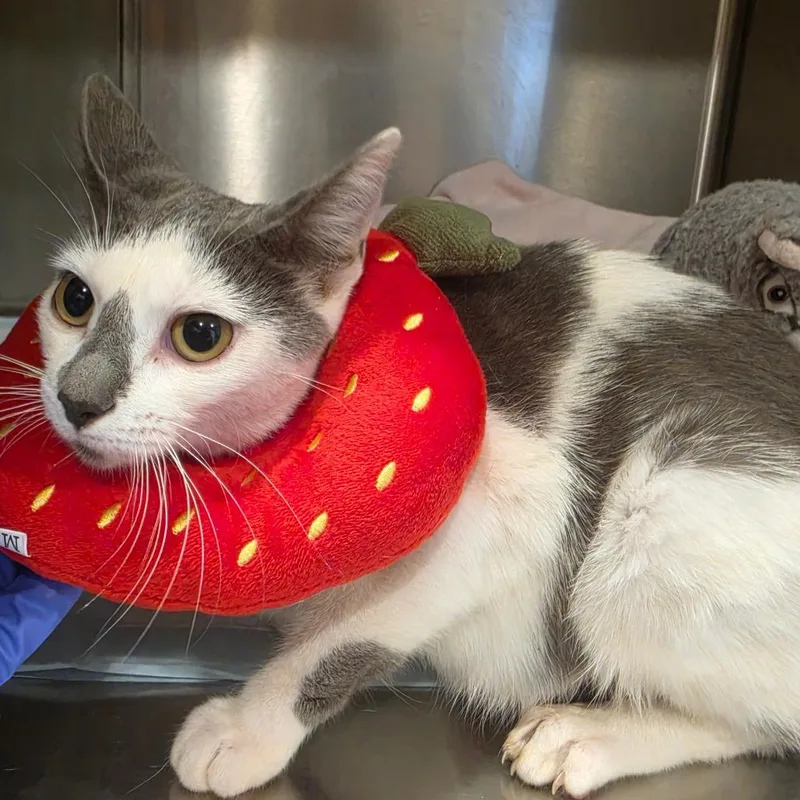 An adult medium-sized female Domestic Short Hair cat named April for adoption in Tipton, IN