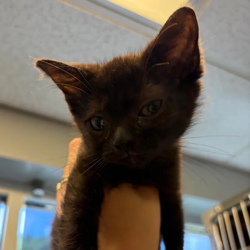 A baby small-sized male Black Domestic Short Hair cat named Mifflin for adoption in Chattanooga, TN