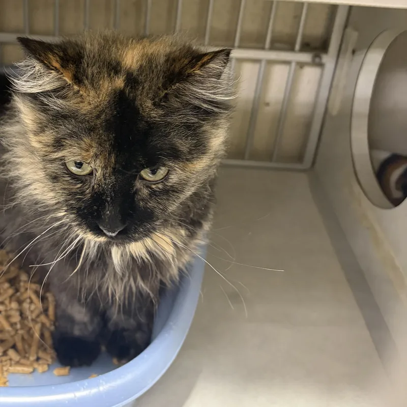 A senior small-sized female Tortoiseshell cat named Cassie for adoption in Log Lane Village, CO