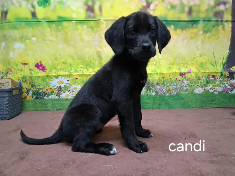 A baby medium-sized female Black Labrador Retriever dog named Candi for adoption in Urbana, OH