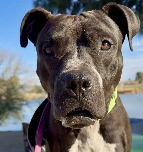 Manakish thumbnail 2