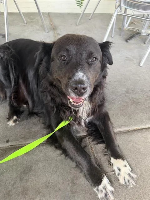 An adult medium-sized male Australian Shepherd dog named Levi for adoption in Charlotte, NC