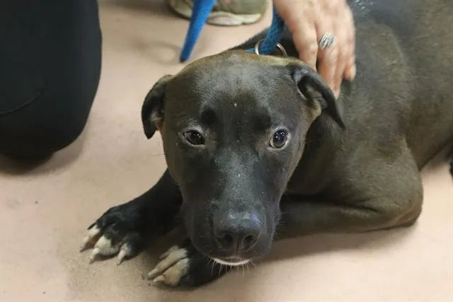 A young medium-sized female Mixed Breed dog named Puffin for adoption in Columbia, SC