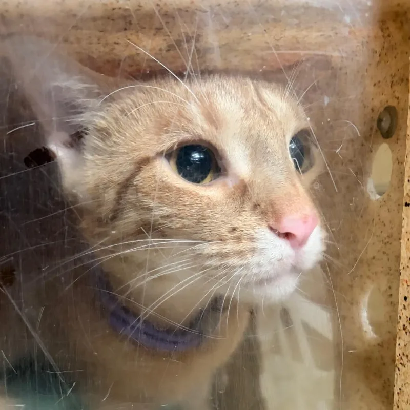An adult large-sized female Orange / Red Domestic Short Hair cat named Pumpkin for adoption in Philadelphia, PA