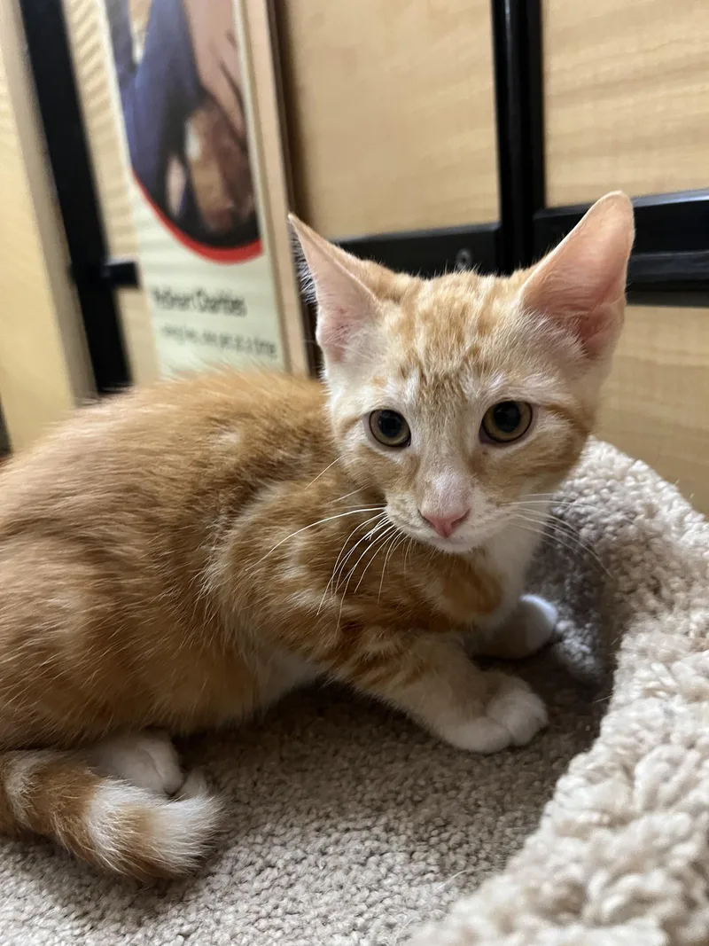 A young medium-sized male Tabby cat named Cheetah for adoption in Riverside, CA