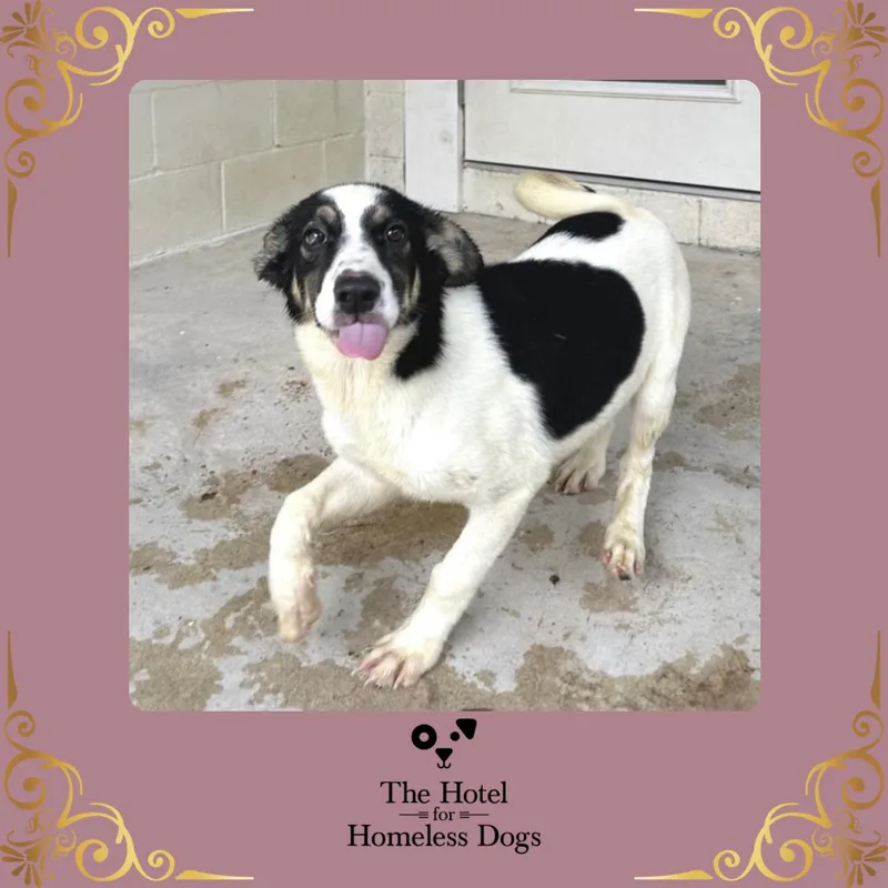 A baby medium-sized male Black Labrador Retriever dog named Holly for adoption in Cumberland, RI