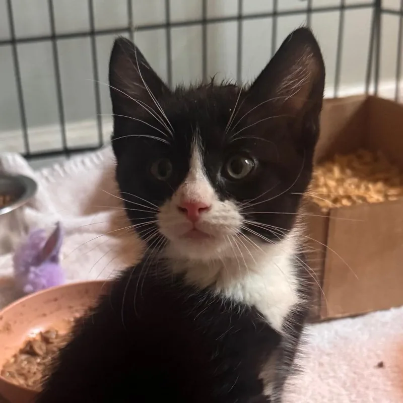 A baby small-sized female Black Domestic Short Hair cat named Powerade Pam for adoption in Newark, DE