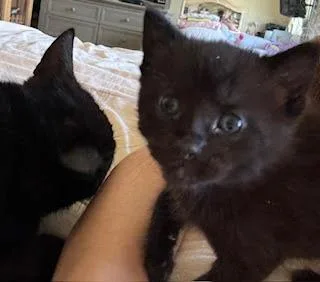 A baby medium-sized female Domestic Short Hair cat named Bebe for adoption in Richland Hills, TX