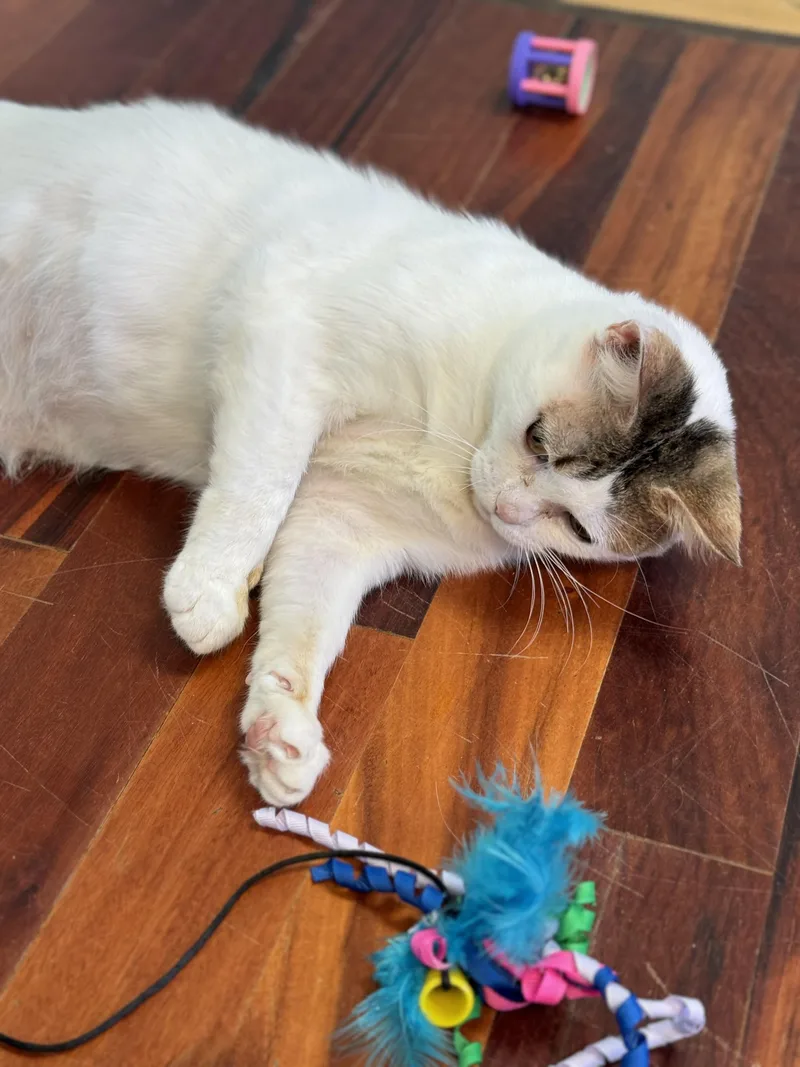 Dave Adult Male White thumbnail 2