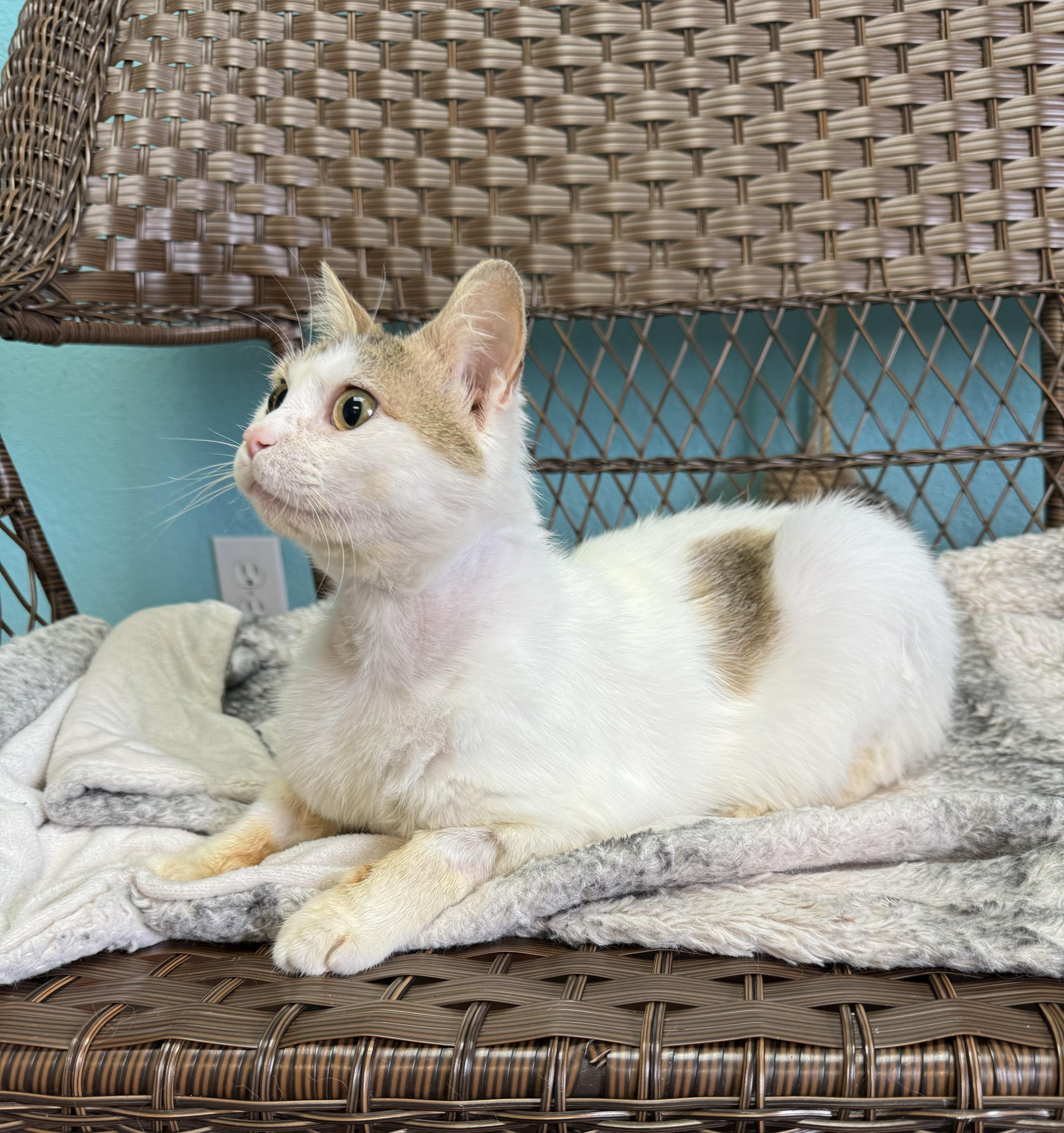 Dave Adult Male White thumbnail 3