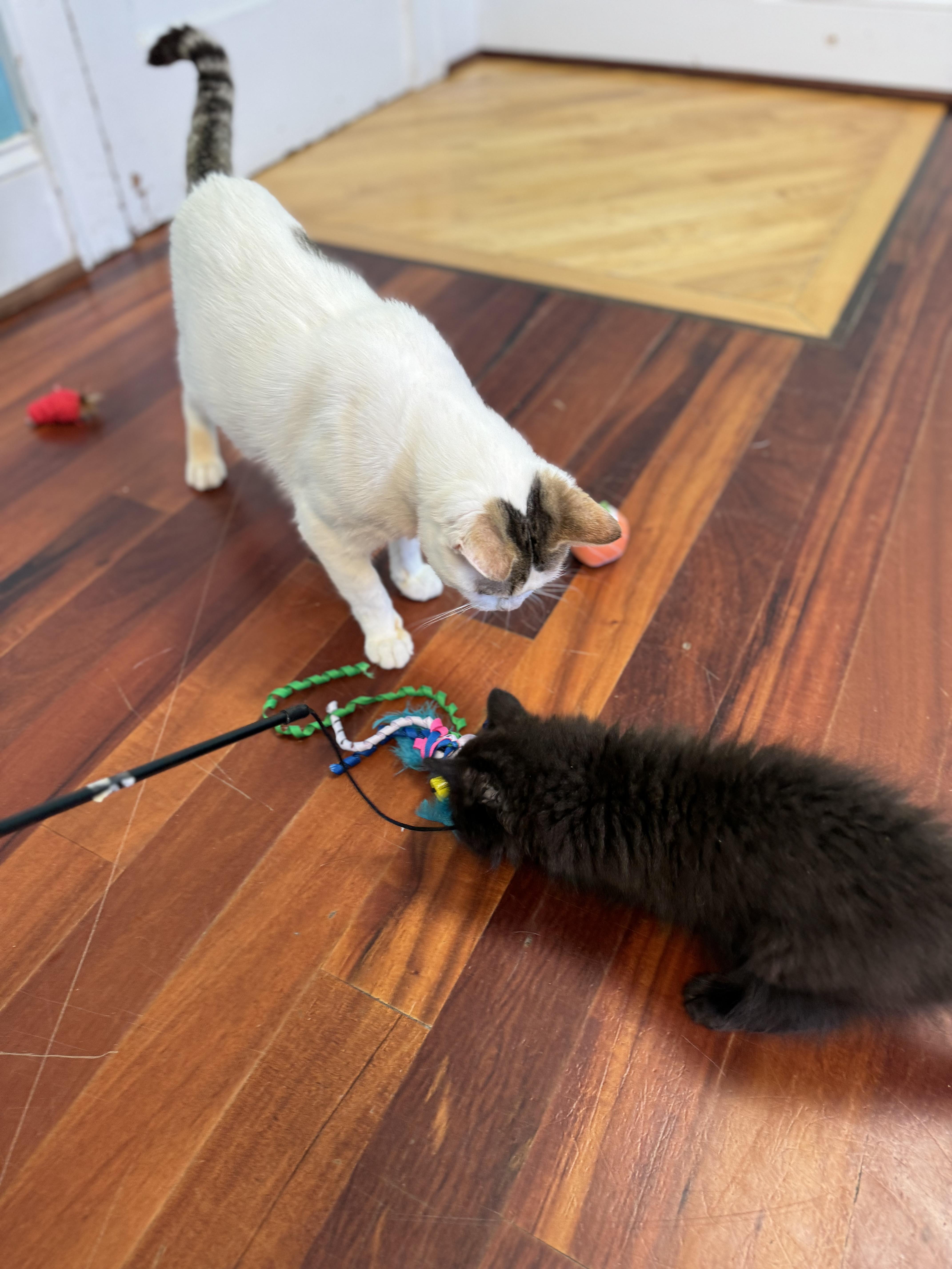 Dave Adult Male White thumbnail 4