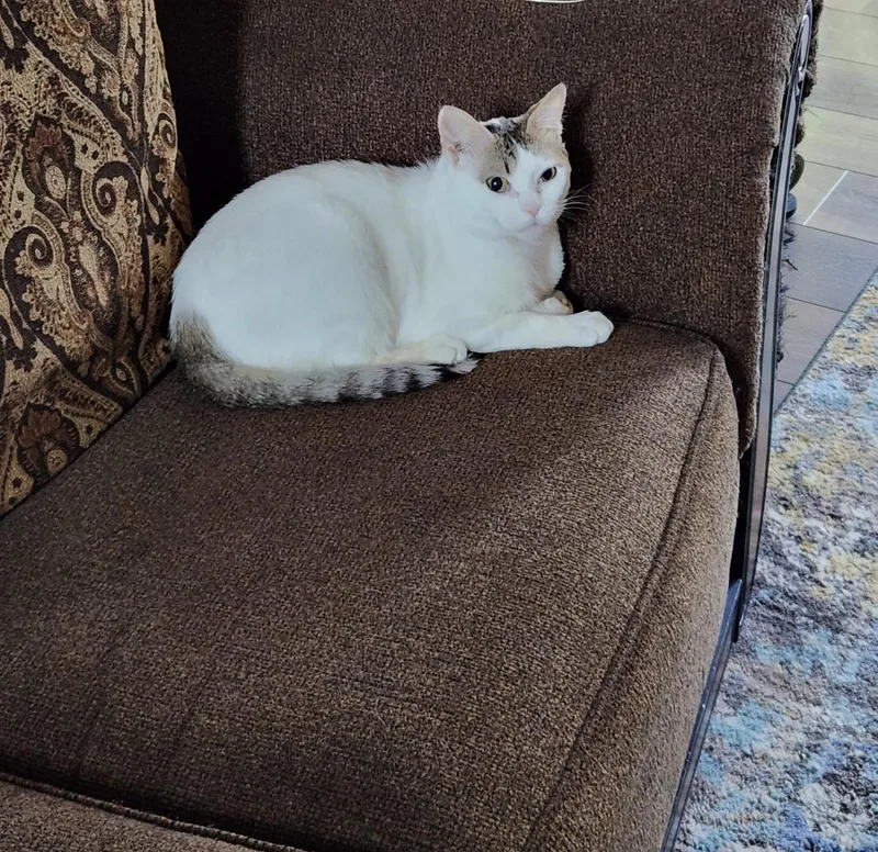 Dave Adult Male White thumbnail 5