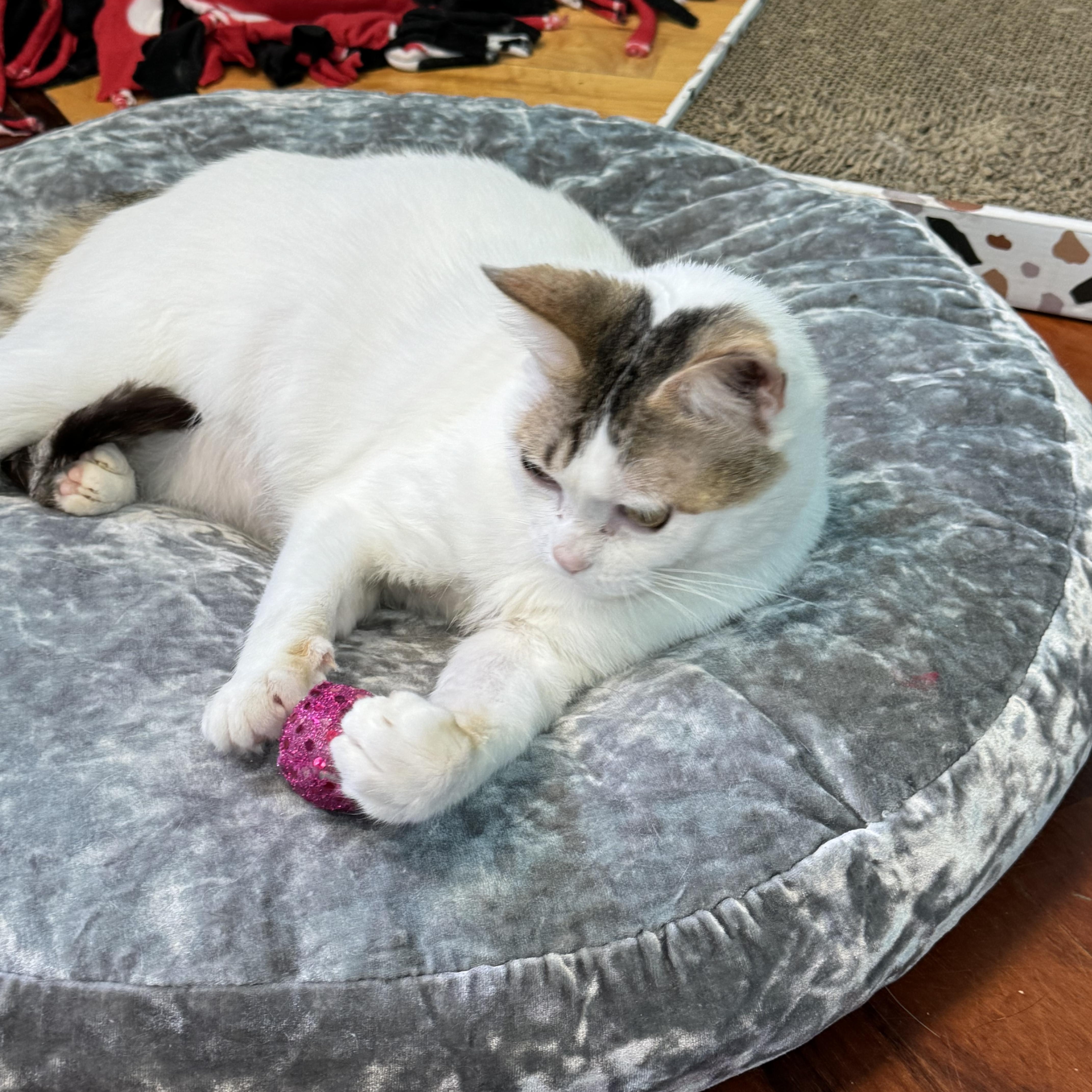 Dave Adult Male White thumbnail 6