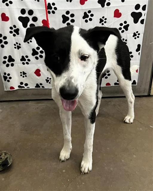 A young large-sized female Mixed Breed dog named Twiggy for adoption in Dallas, TX