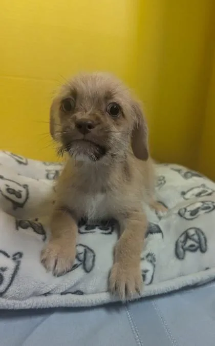 A baby small-sized male Terrier dog named Scooter for adoption in Houston, TX