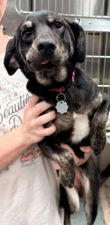 An adult medium-sized female Labrador Retriever dog named Criat for adoption in Bowling Green, KY