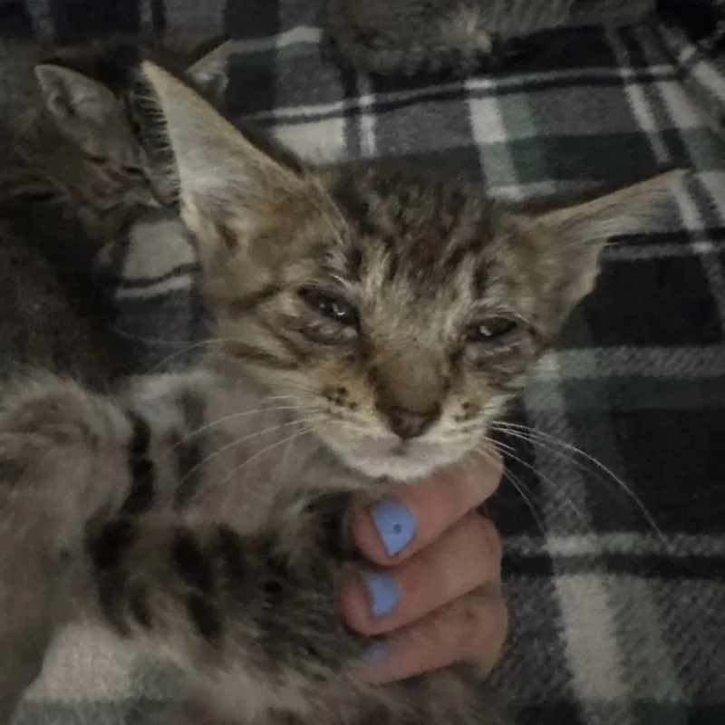 A baby small-sized male Gray / Blue / Silver Domestic Short Hair cat named Scflstray______ for adoption in Lake Panasoffkee, FL