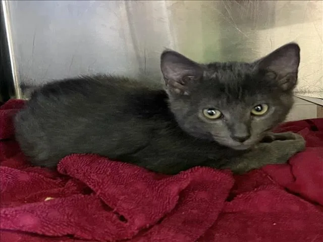 A baby small-sized male Domestic Short Hair cat named Woody for adoption in Los Angeles, CA