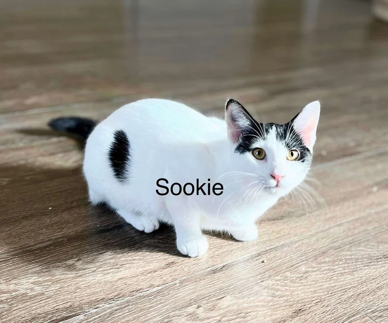 Sookie