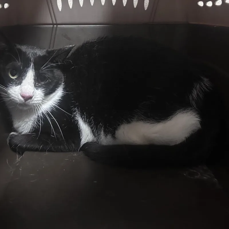 An adult medium-sized female Black Domestic Short Hair cat named Seal for adoption in Yuma, AZ