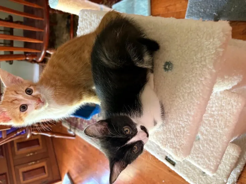 A baby medium-sized male Domestic Short Hair cat named Stasche for adoption in Johnson City, TN