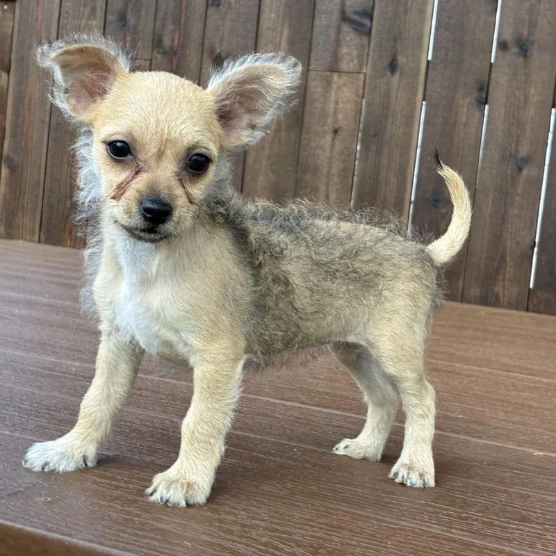 A baby small-sized female Brown / Chocolate Terrier dog named Taylor for adoption in Santa Fe, TX
