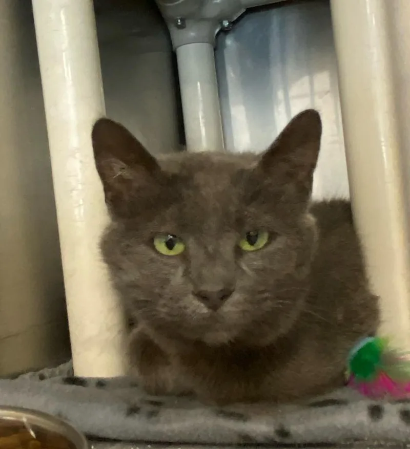 A young medium-sized female Russian Blue cat named Svetlana for adoption in Portland, IN