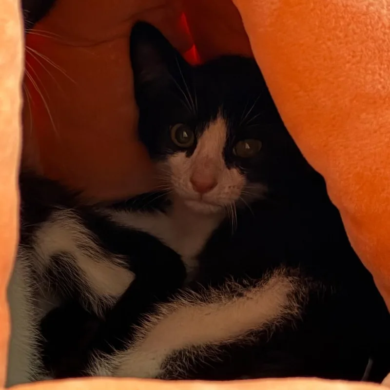 A baby small-sized male Black Domestic Short Hair cat named Luna for adoption in South Elgin, IL
