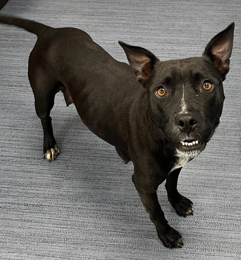 An adult medium-sized female Pit Bull Terrier dog named Lucy for adoption in Tarboro, NC