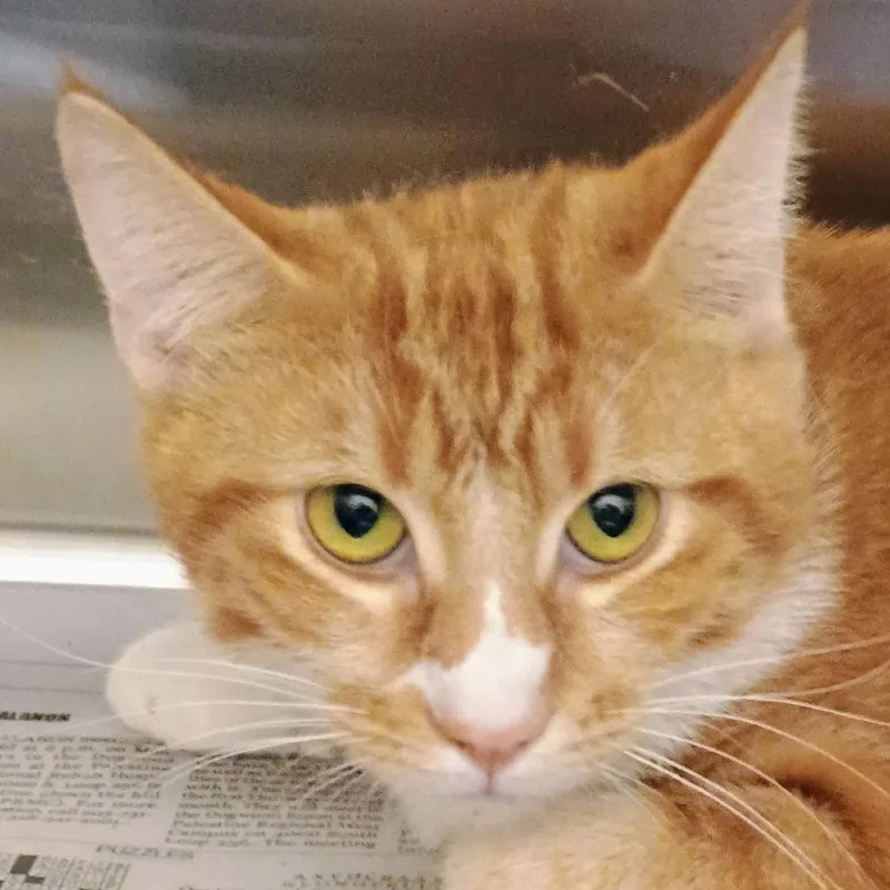 A young large-sized male Orange / Red Domestic Short Hair cat named Cheddar for adoption in Palestine, TX